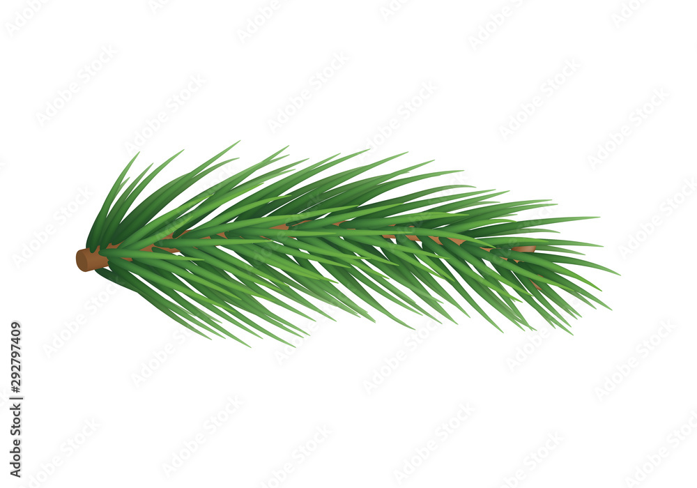 白色背景下隔离的真实圣诞树树枝。绿色云杉树枝病媒
