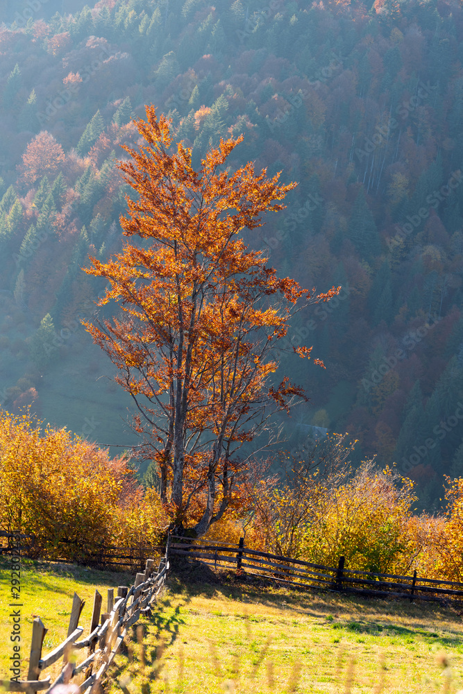 美丽的风景，神奇的秋树和落叶