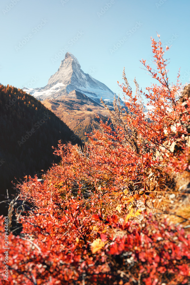 马特洪峰和红色盛开的灌木的壮丽多彩景象。瑞士阿尔卑斯山，瑞士，欧洲