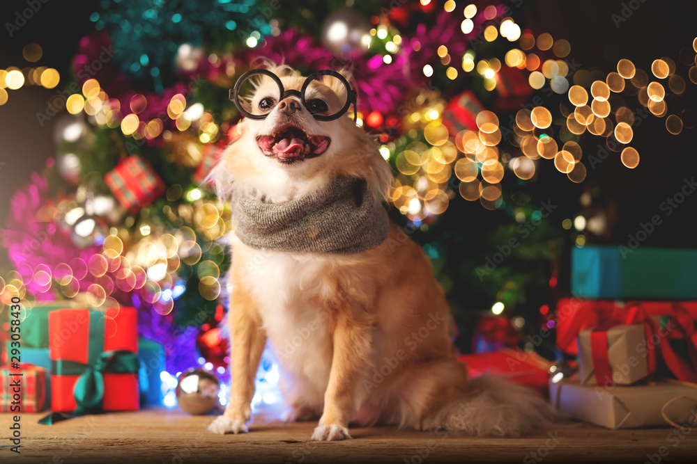 可爱的白棕色小哈巴狗坐在旁边，用许多五颜六色的礼物装饰圣诞树