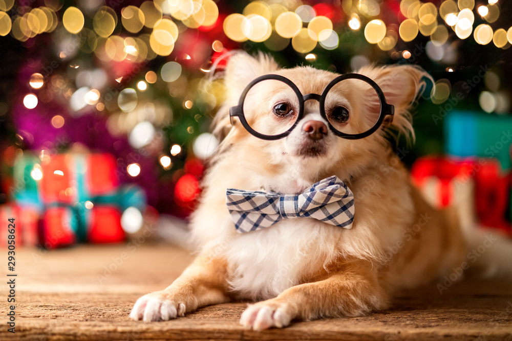 可爱的白棕色小哈巴狗坐在旁边，用许多五颜六色的礼物装饰圣诞树