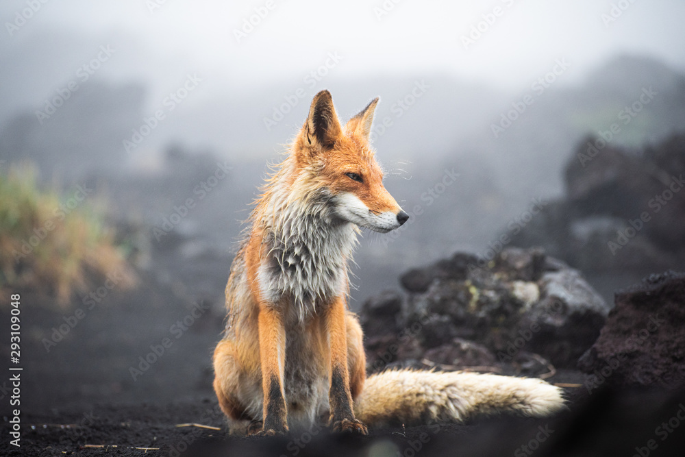 一只华丽的野生赤狐（Vulpes Vulpes）在寻找食物