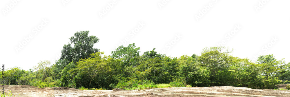panorama tree forest on mountain rock isolate on white background