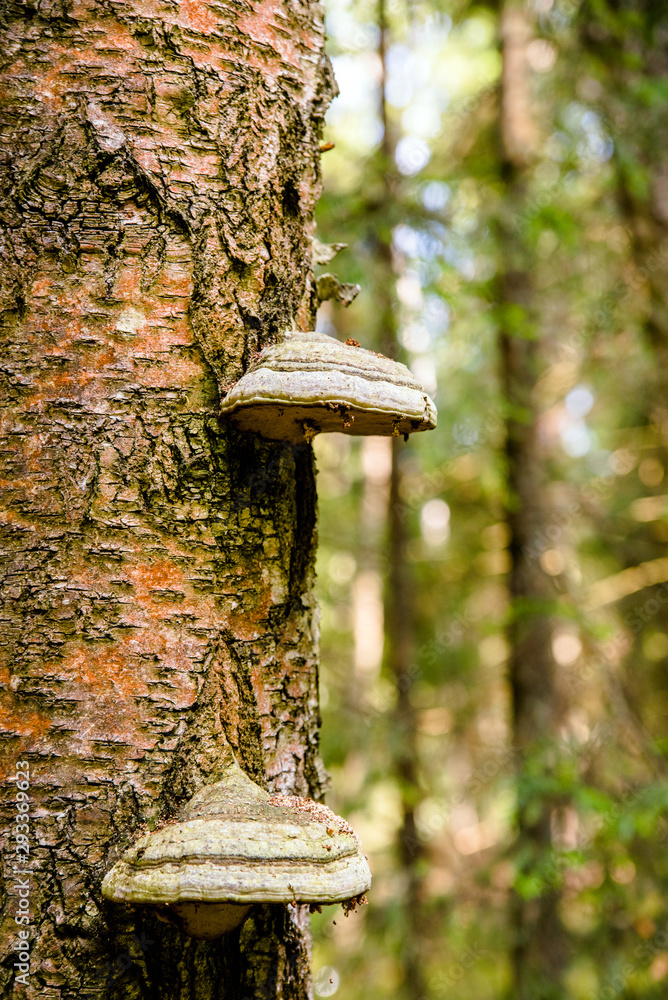 茶加蘑菇长在一棵老桦树的树干上