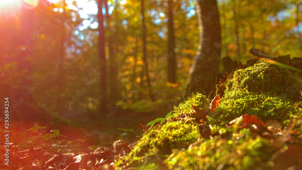 特写：金色的秋天阳光照射在覆盖着苔藓和树叶的森林地面上