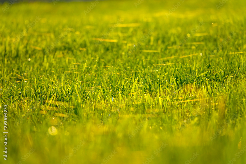 MACRO：晨露和蛛网聚集在生长中的草坪上的美丽镜头