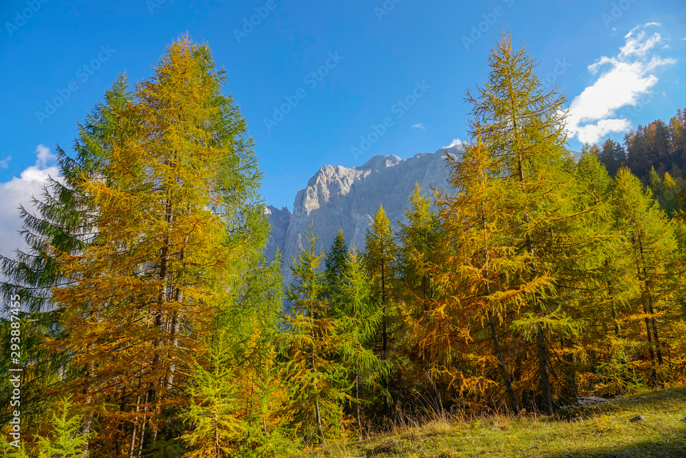 高耸在充满活力的秋季彩色树木之上的山脉令人叹为观止