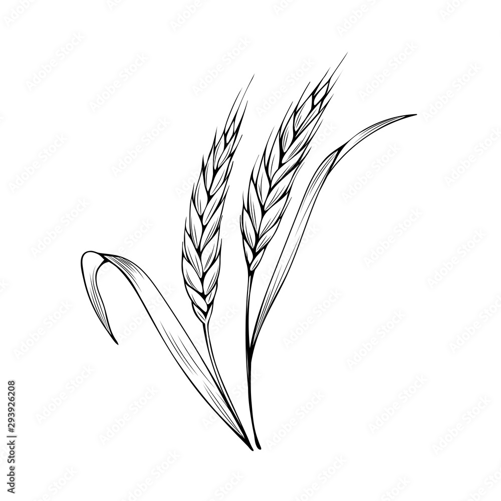 Wheat spikelet hand drawn vector illustration. Thanksgiving day, autumn season, agriculture and farm