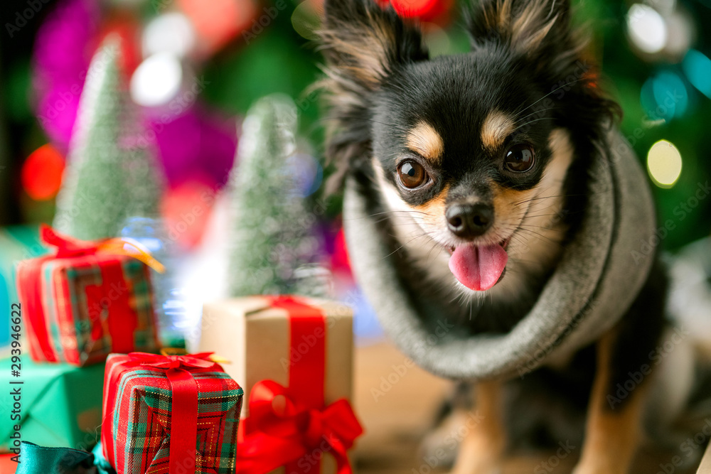可爱的黑色小狗坐在礼物礼盒和圣诞树附近放松