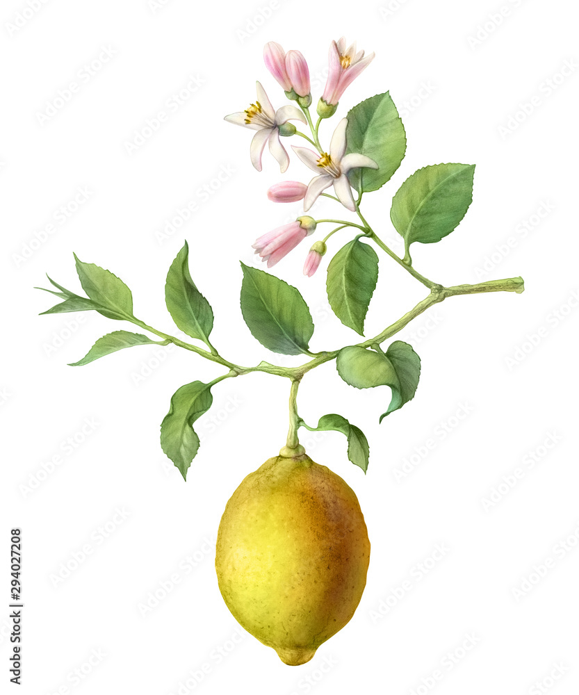 柠檬树果实和花朵手绘铅笔插图隔离在白色上