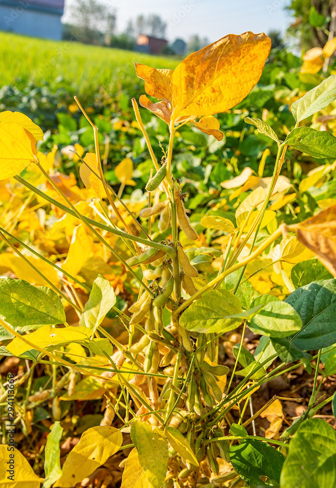 秋天成熟的金黄色大豆荚