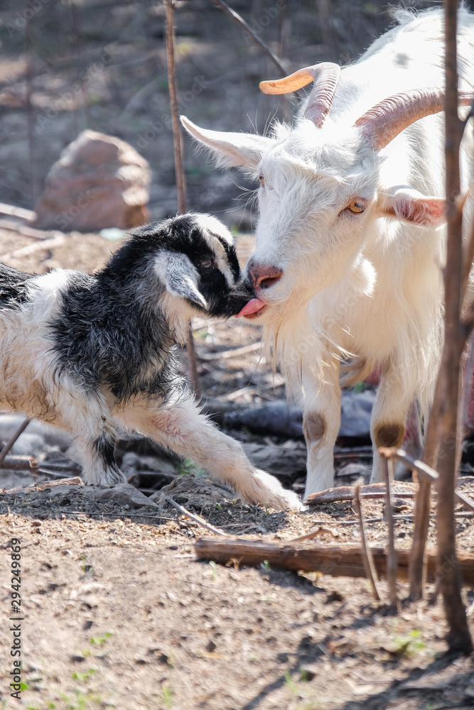 Goat with cute little kid on farm