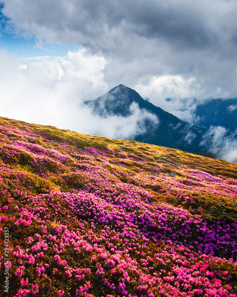 夏日山上神奇的粉红色杜鹃花。戏剧性的多云天空和雾蒙蒙的草地