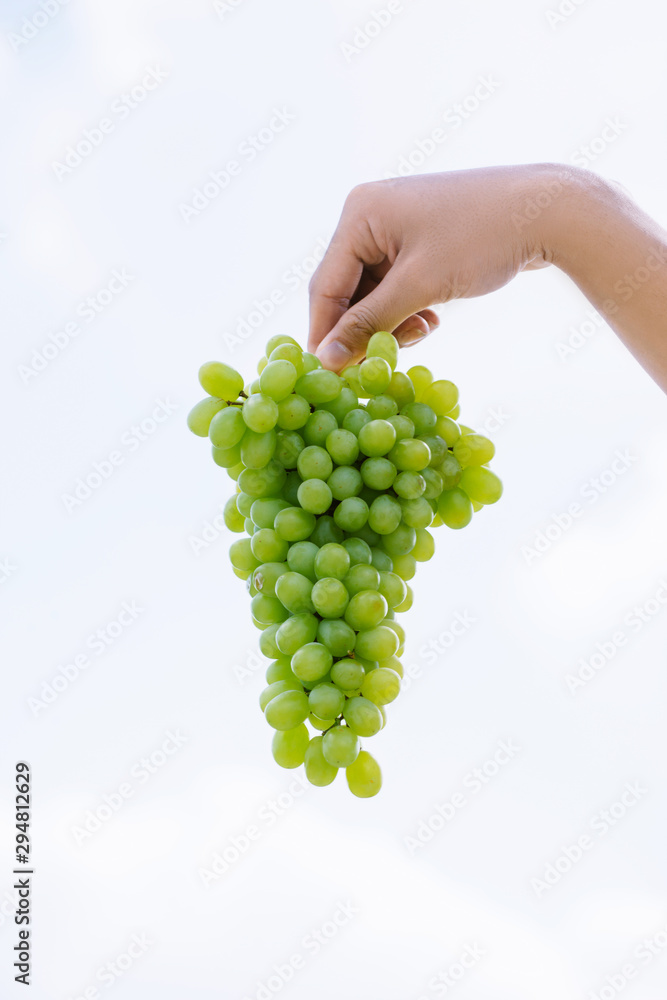 收获时间，人手上有一束新鲜的葡萄。天空背景下成熟多汁的葡萄