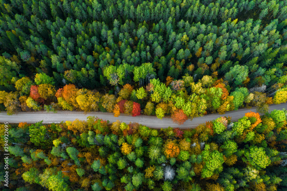 拉脱维亚秋天的自然。森林和道路。俯视。