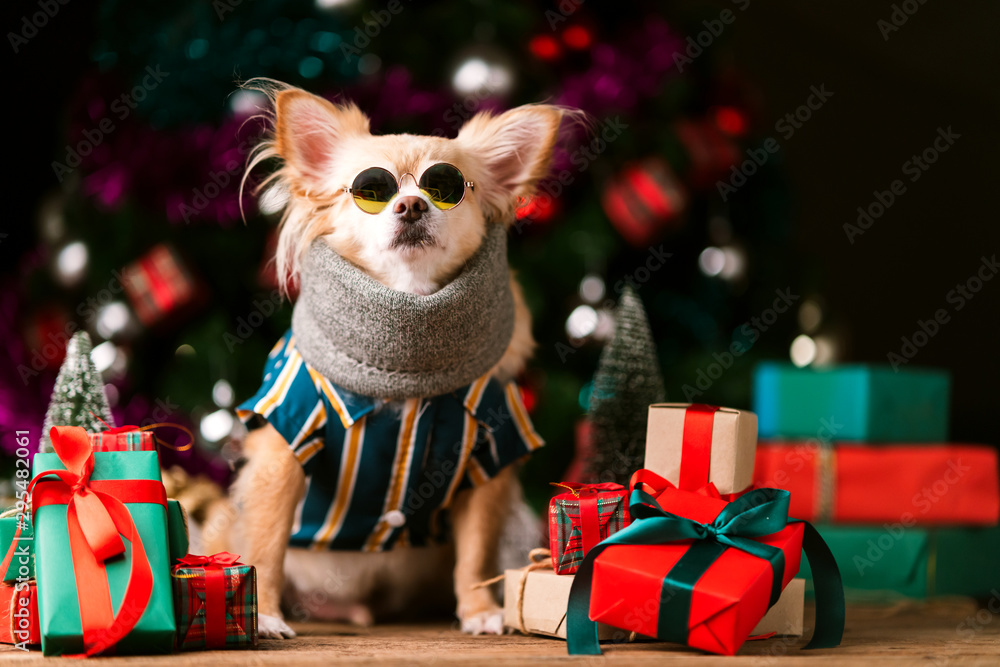 可爱的吉娃娃狗，戴着时尚的时尚眼镜，面带微笑，与圣诞树装饰一起快乐