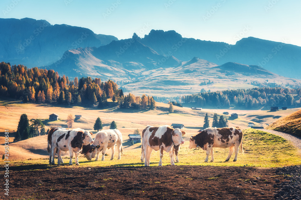 阿尔卑斯山秋天日落时绿草如茵的草地上美丽的奶牛和小牛。风景如画