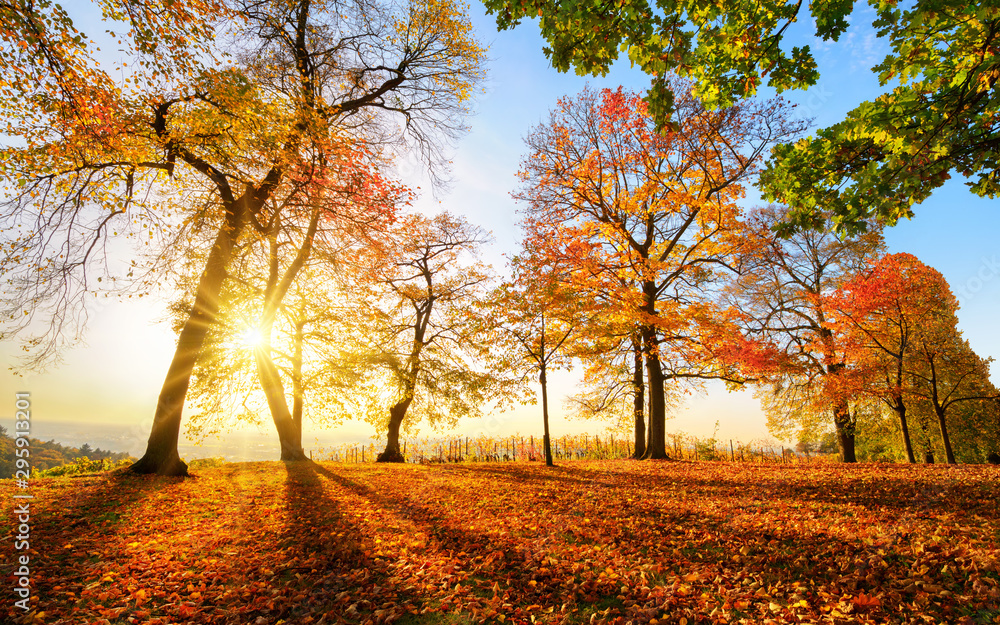 公园日落前的秋色，蓝天、阳光和许多红叶