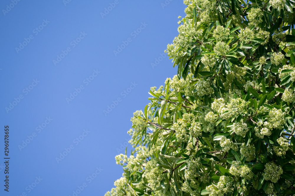 有花的魔鬼树（Alstonia scholaris）有刺鼻的气味