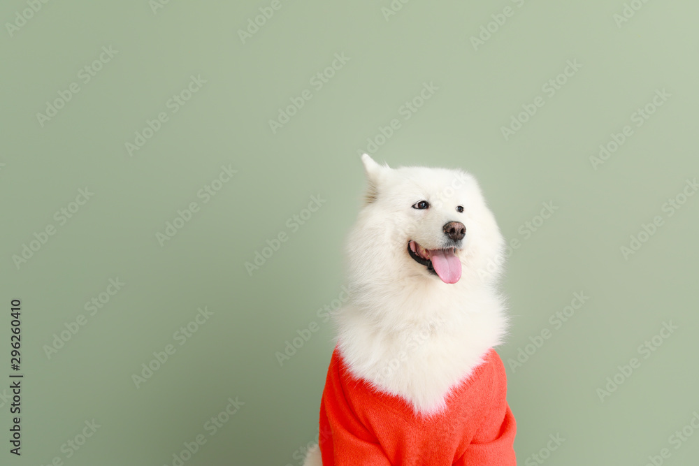 可爱的萨摩耶犬穿着彩色背景毛衣