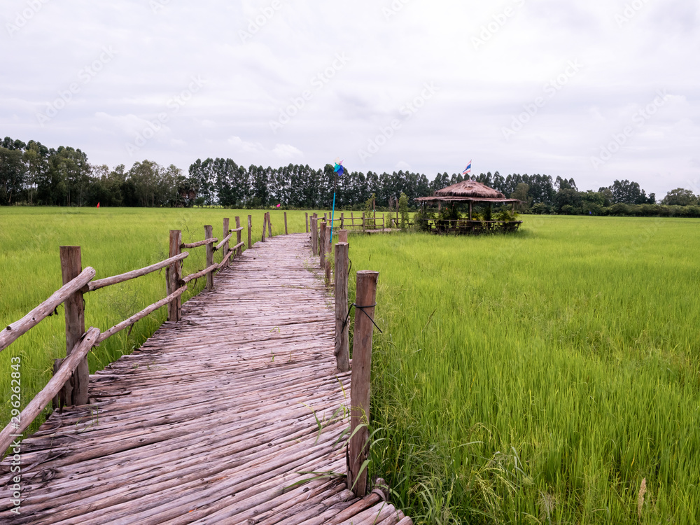 通往小屋的木桥。旁边是一片稻田，有天空和多云的背景。