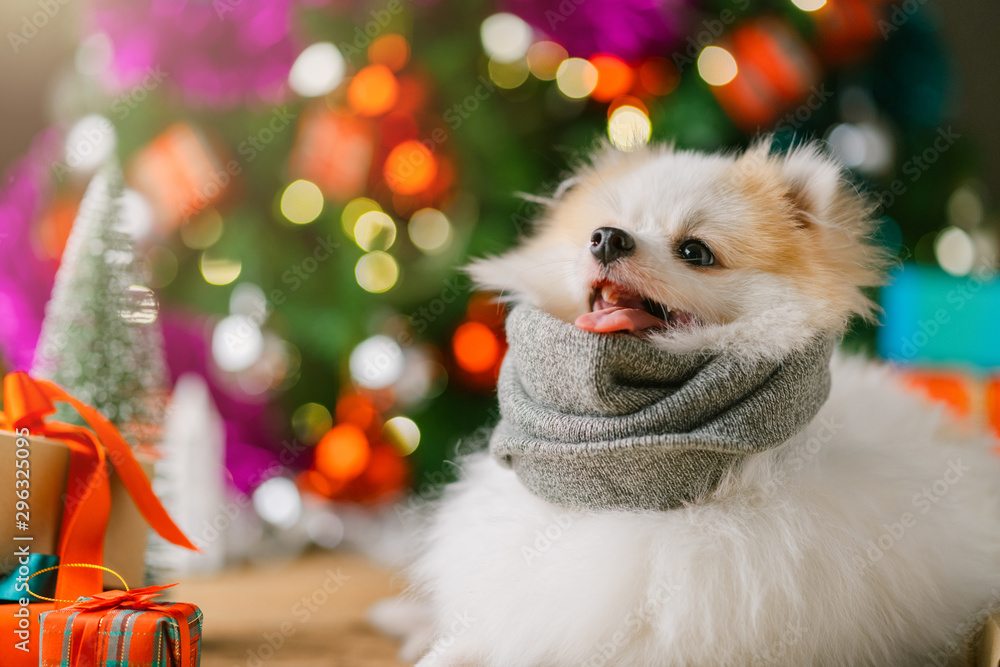 可爱的白色小狗坐在礼物礼盒和圣诞树附近放松