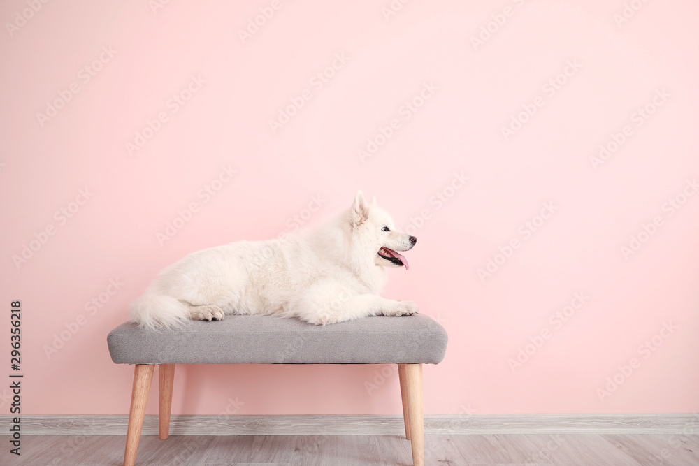 可爱的萨摩耶犬躺在靠近彩色墙的长椅上