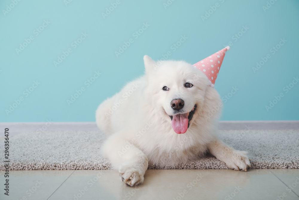 戴着派对帽子的可爱萨摩耶犬躺在彩色墙附近的地板上