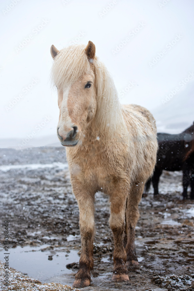 冰岛马是在冰岛发展起来的一个品种。虽然马很小，但当时