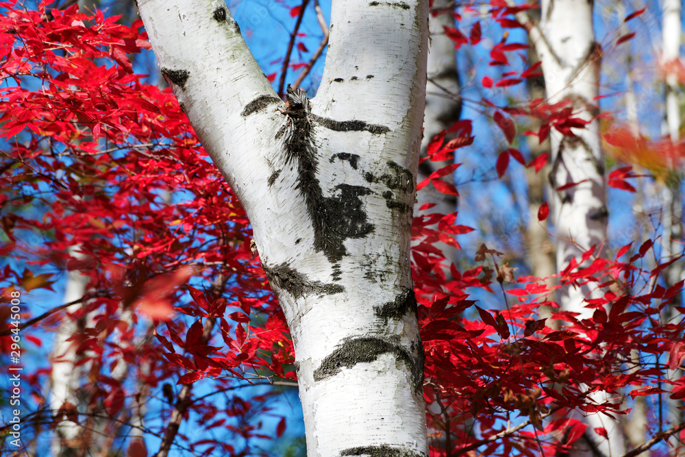 The silver birch trees and red leaves.
