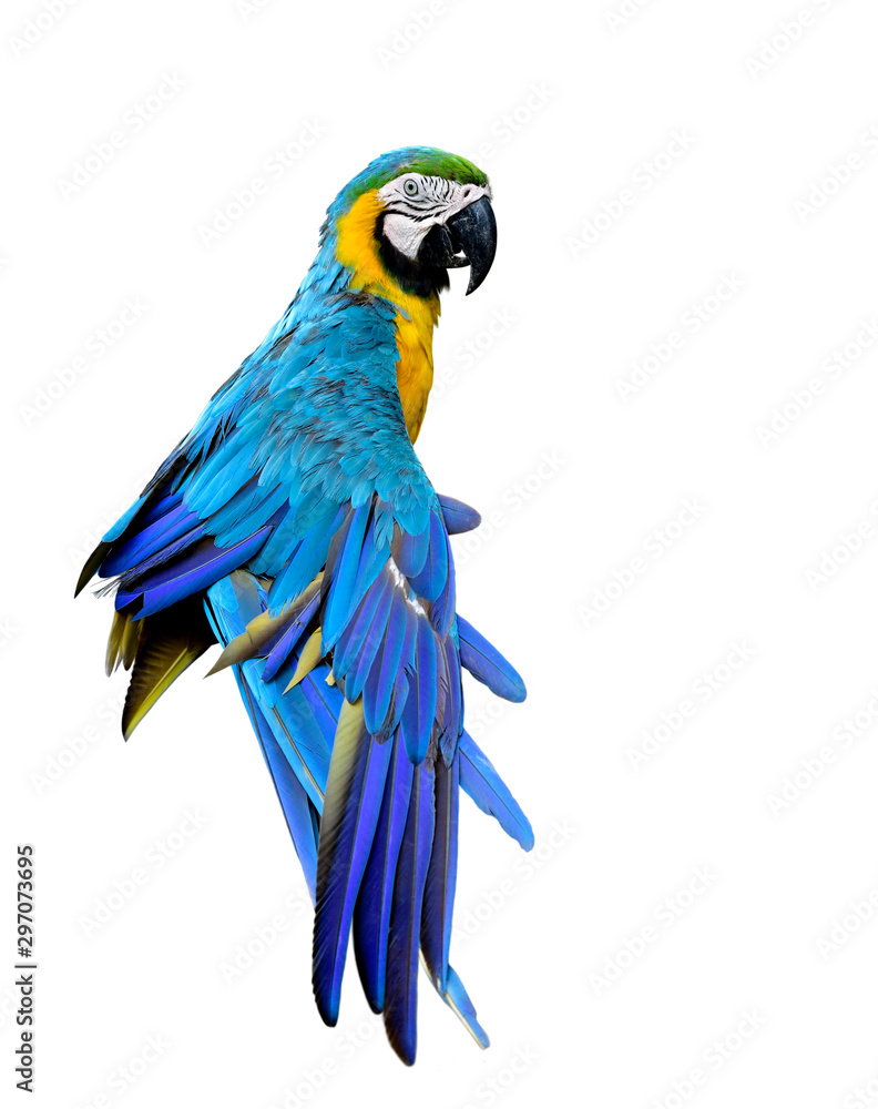 美丽的蓝色和金色金刚鹦鹉伸展翅膀，蓬松的羽毛被隔离在白色的背上
