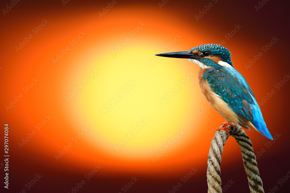 Common kingfisher (Alcedo atthis) perching on rope knot over bright red sun in blur background, fasc