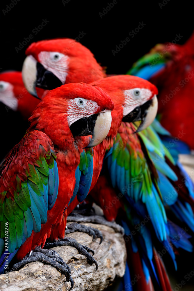 一群绿色翅膀的金刚鹦鹉，美丽的红蓝绿相间的鹦鹉在爱情中栖息