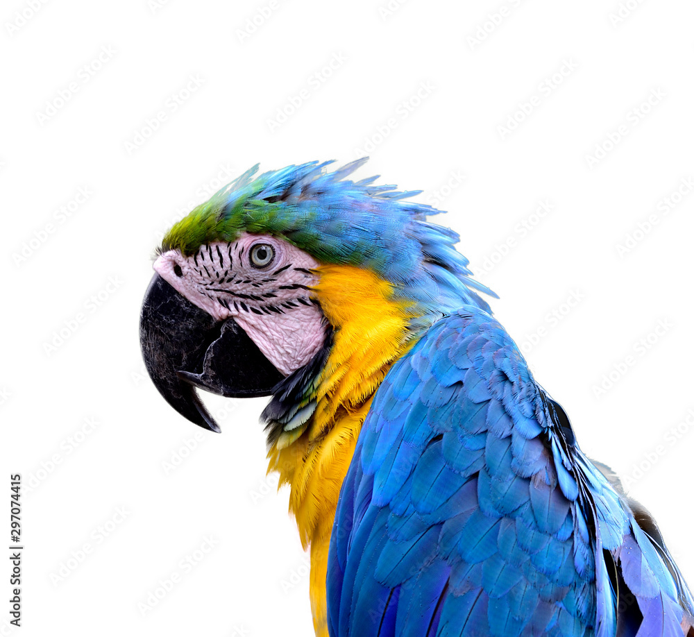 蓝色和黄色或蓝色和金色金刚鹦鹉（Ara ararauna）的头部镜头，带黄色fea的美丽鹦鹉