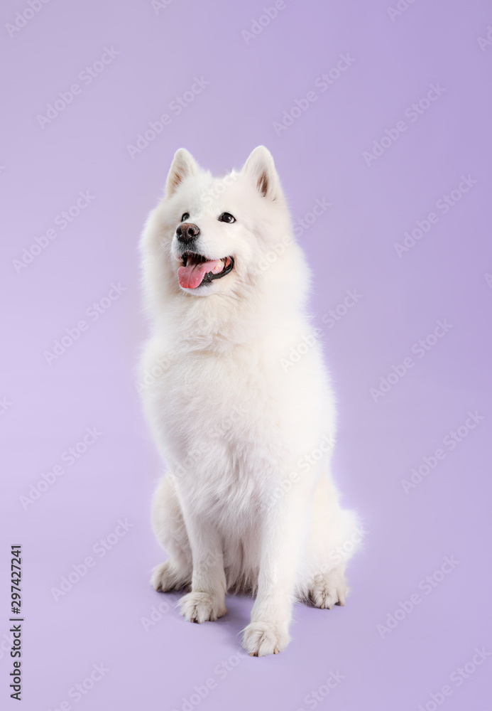 彩色背景的可爱萨摩耶犬