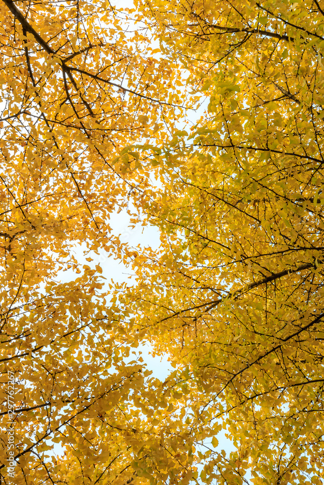 美丽的黄色银杏树在自然公园，秋天的风景。