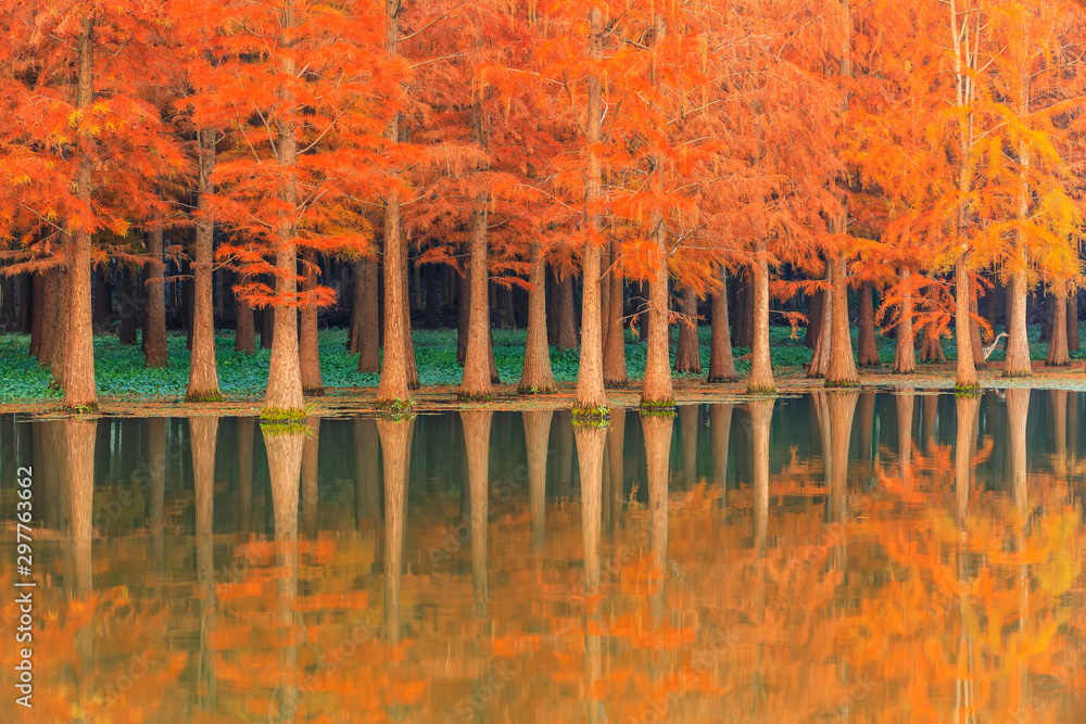 Beautiful colorful forest and water reflection in nature park,autumn landscape.