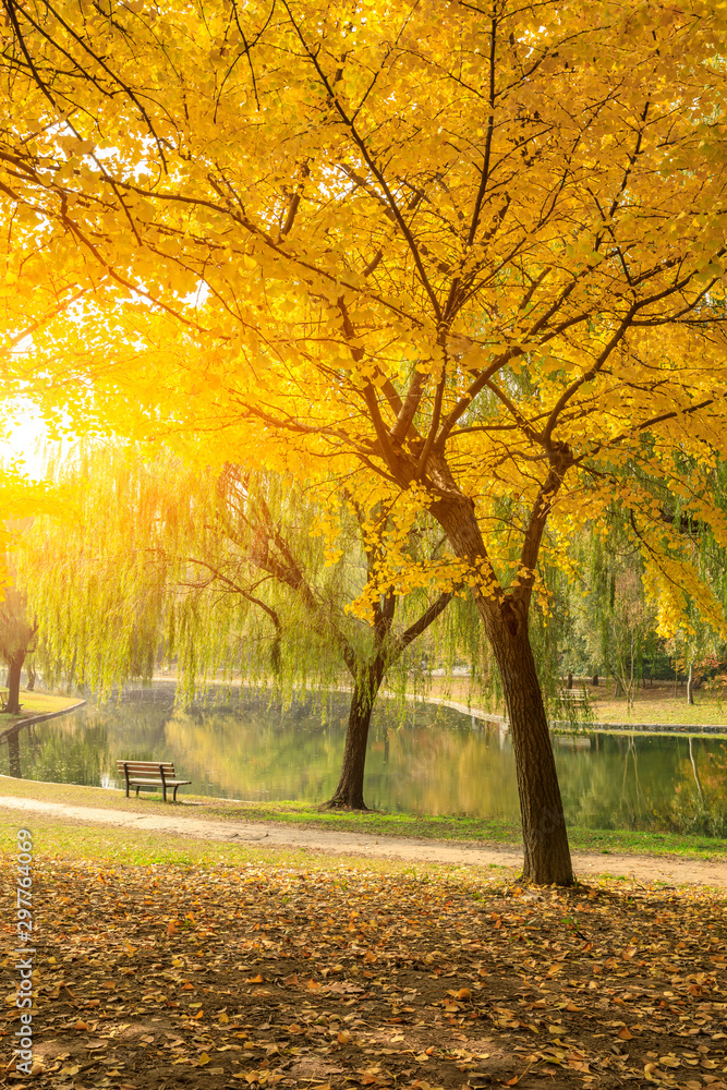 Beautiful yellow ginkgo tree in nature park,autumn landscape.