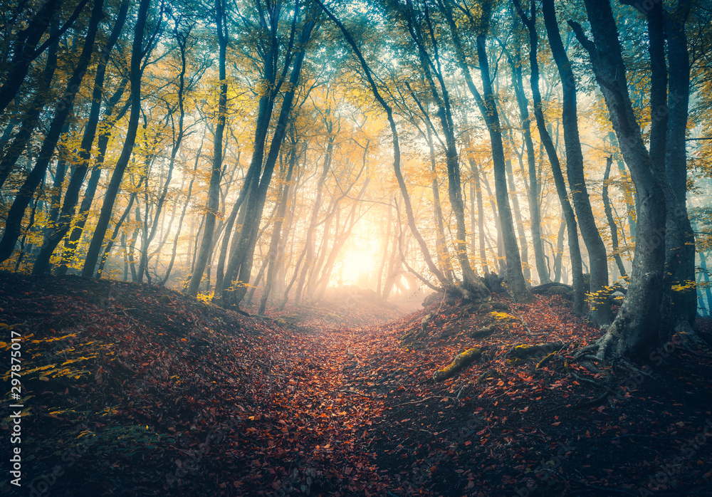 秋天日出时，雾中美丽森林中的小路。五颜六色的风景，迷人的树木带着o
