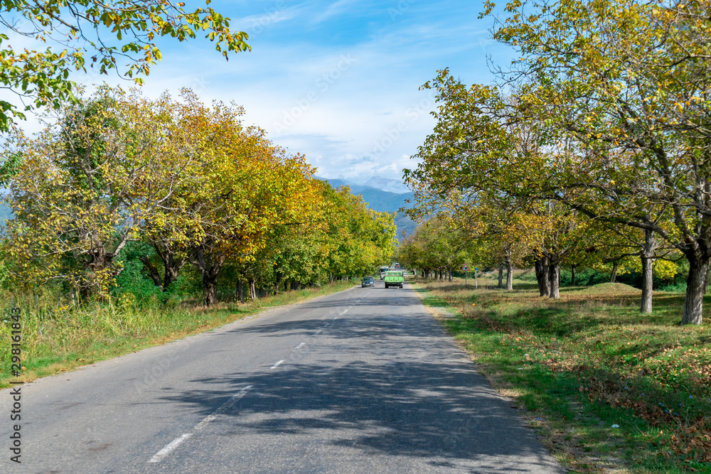 通往高加索山脉的道路，以及路边被树叶撕碎的树木。格鲁吉亚卡赫蒂。