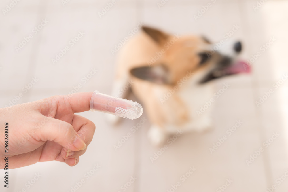Hand wearing brush finger for cleaning dog and cats teeth