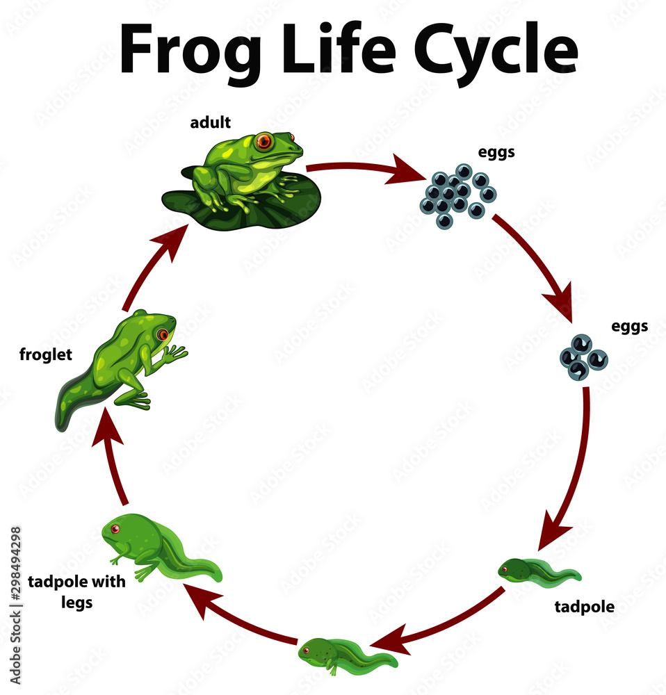 青蛙生命周期示意图