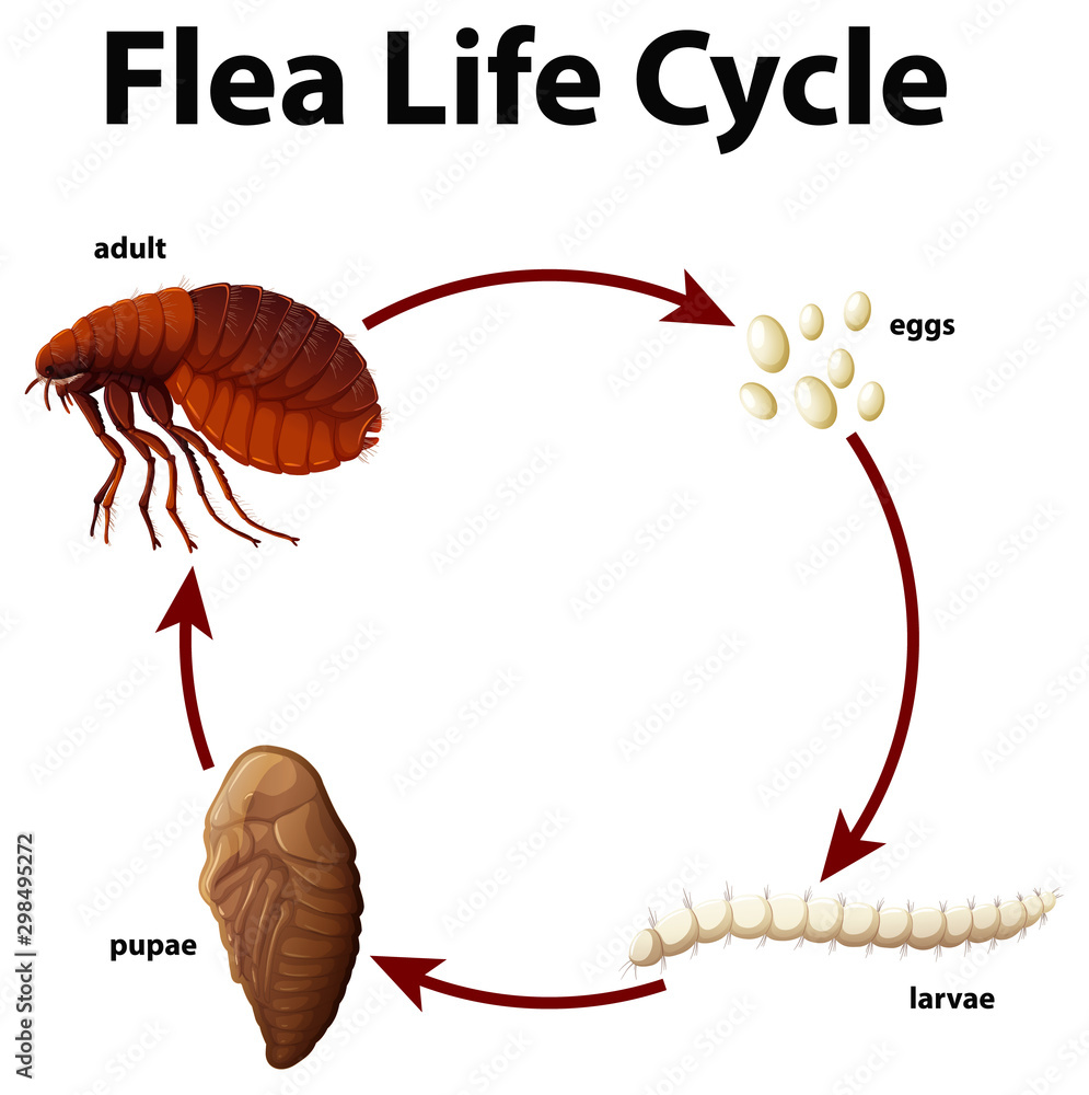 跳蚤生命周期图
