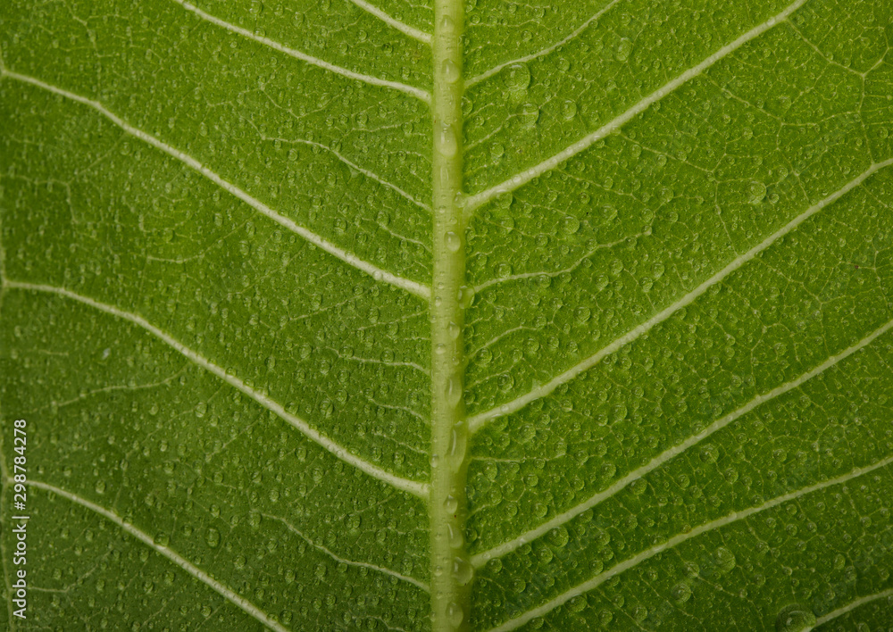 白色背景下水滴微距隔离物的绿叶结构