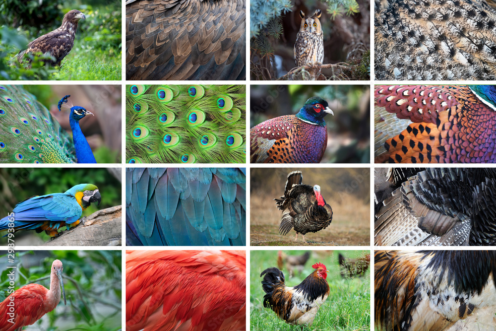 Collection of eight animals and their true skin textures