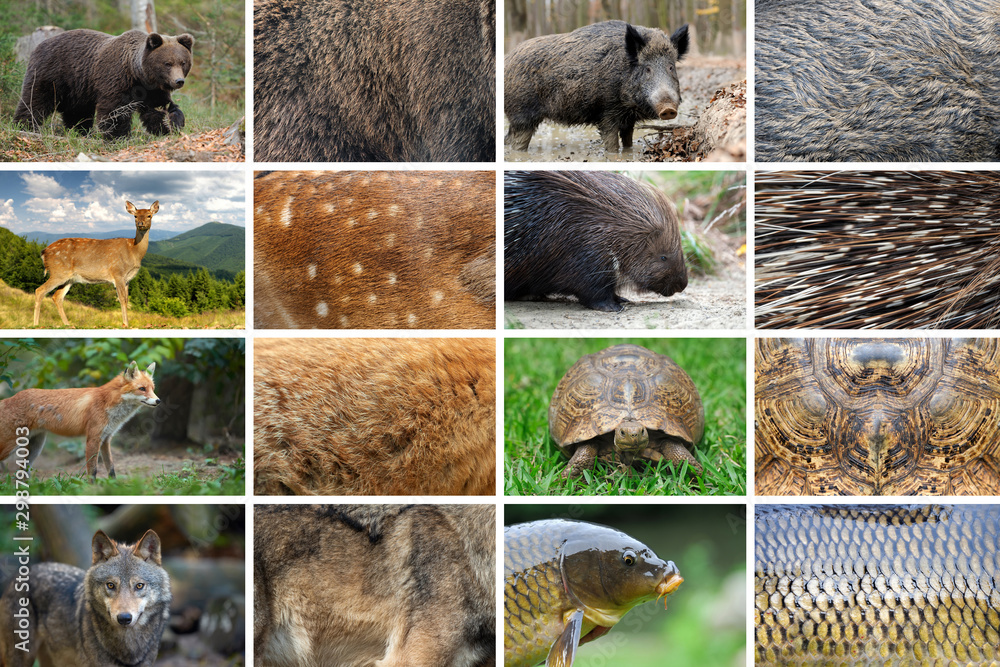 八种动物及其真实皮肤纹理的集合