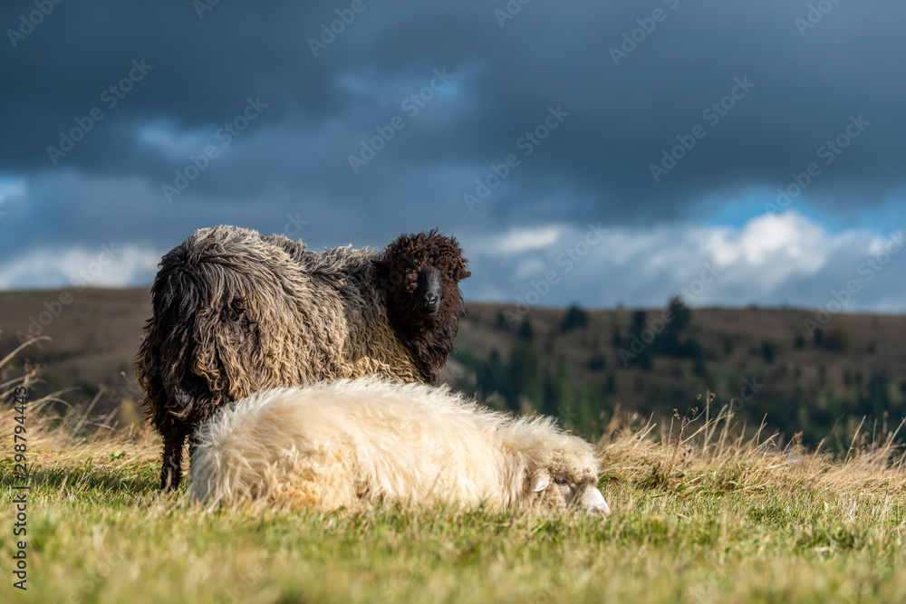 Sheep on pasture in mountains