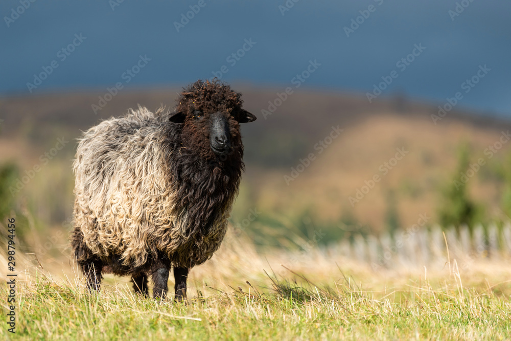 山上牧场上的羊