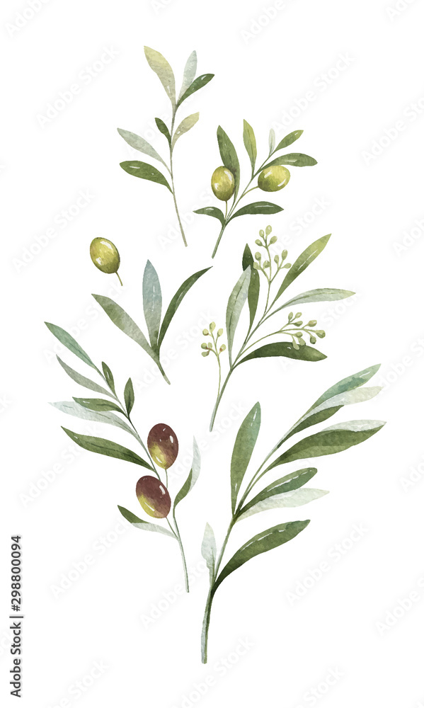 橄榄枝和花朵的水彩矢量花束。