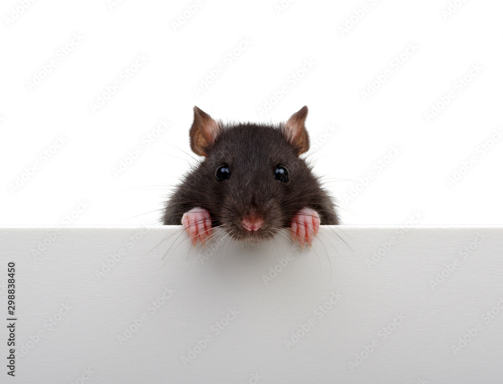 一只被隔离在白色老鼠身上的黑老鼠的肖像